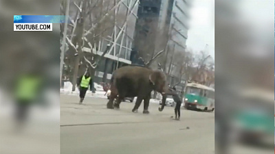 Слоны сбежали из цирка в Екатеринбурге