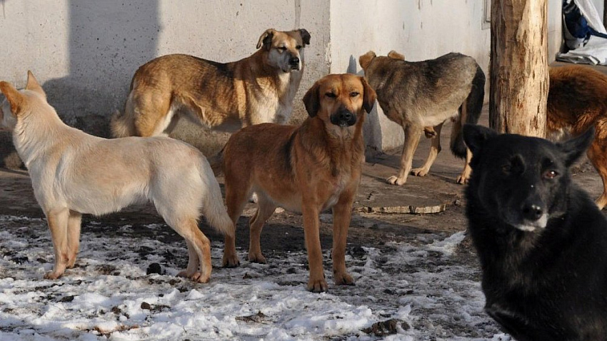 Городские улицы заполонили бездомные собаки Городские улицы заполонили бездомные собаки