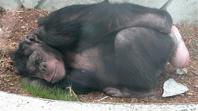 Приматов Челябинского зоопарка закрыли на карантин