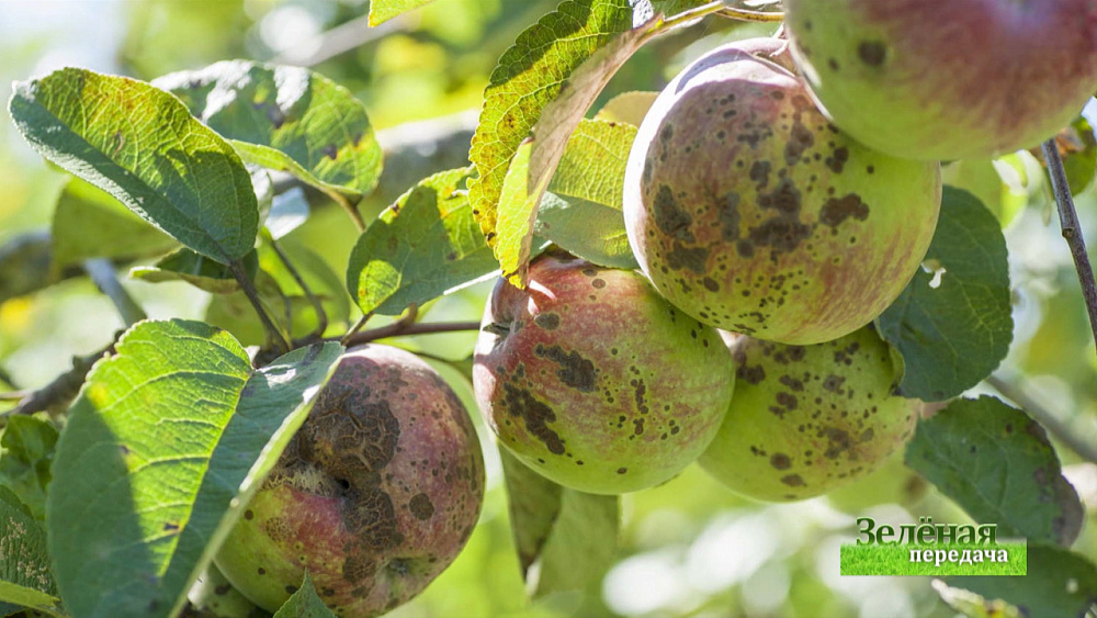 Зеленая передача 30.01.2020