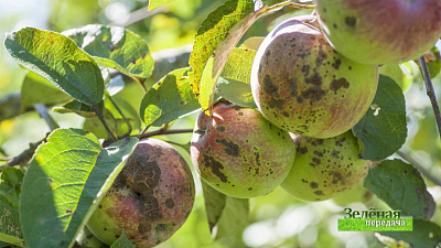 Зеленая передача 30.01.2020