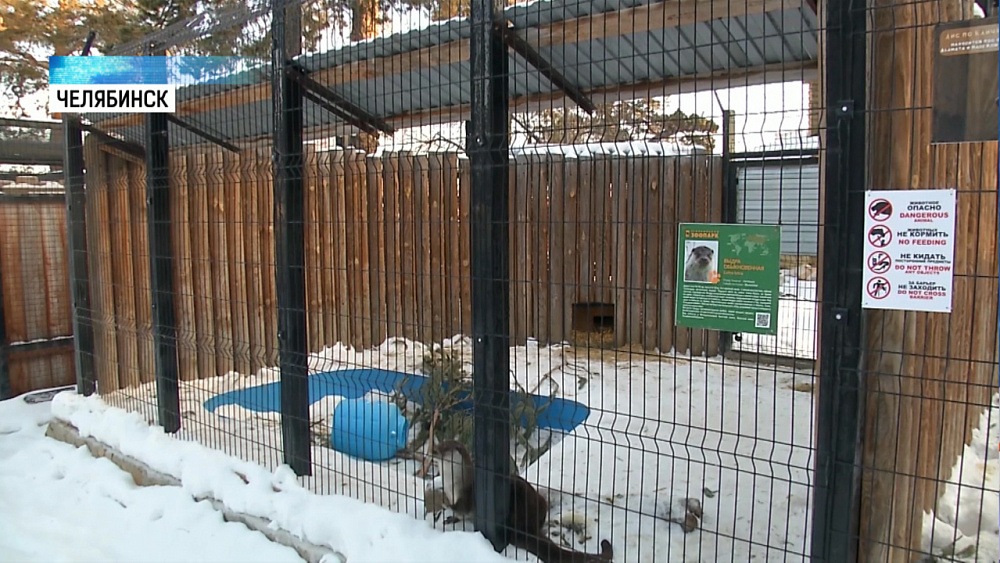 Обезьян в зоопарке отправил на карантин