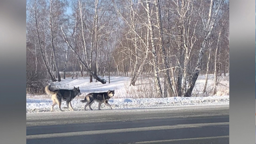 В Красноармейском районе заметили стаи волков
