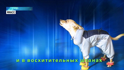 Поющий терьер прославился на всю страну