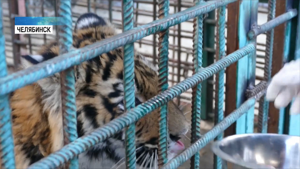 Похитителя тигрёнка Гектора отправили в тюрьму