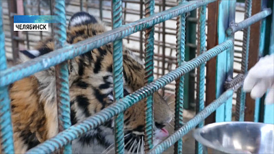 Похитителя тигрёнка Гектора отправили в тюрьму