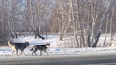 ﻿Откуда в Красноармейском районе появились волки, и как вести себя при встрече с хищником