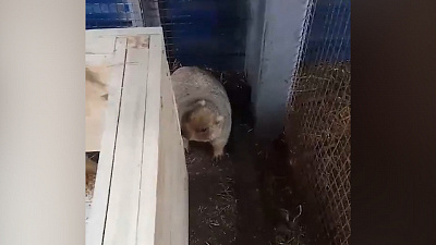 Новоселье сурка Сони