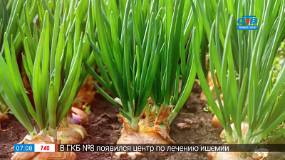 Садовые истории — муха-минер