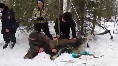 Лосиху освободили из капкана