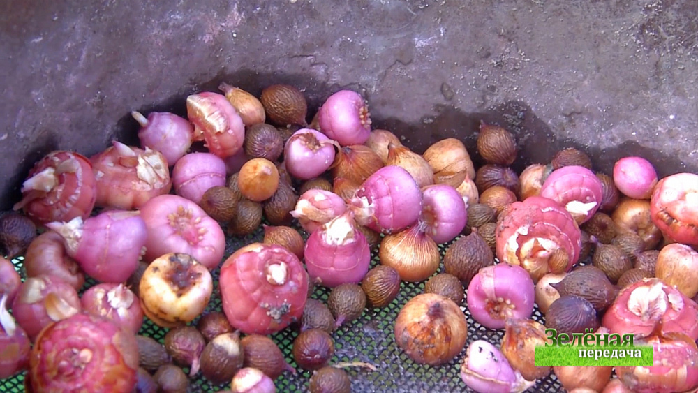 Зеленая передача 06.02.2020