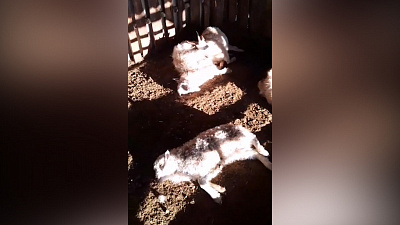 Домашний скот в Уйском районе перебило неизвестное животное