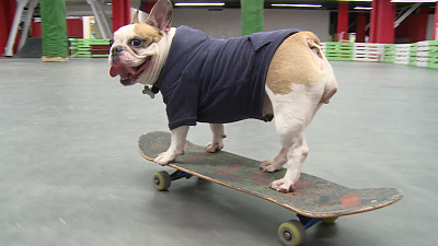 Французский бульдог по кличке Соня умеет кататься на скейте