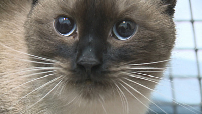 В Миассе спасли кота, неделю просидевшего на морозе 