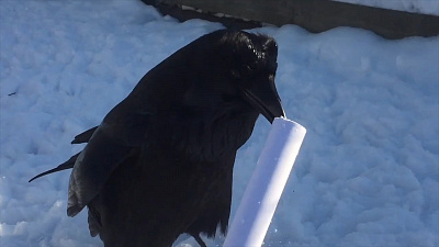 В Челябинском зоопарке проживает хозяйственный ворон Карл