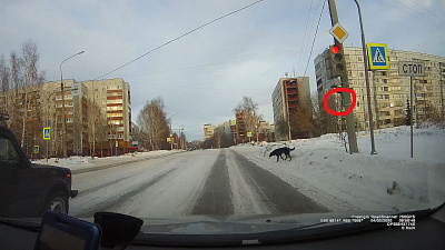 Собака, которая гуляет строго по правилам дорожного движения