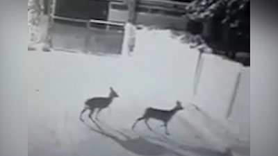 Две косули пришли «на свидание» в колонию