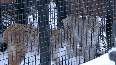 Рысёнок по кличке Персей пытается создать семью