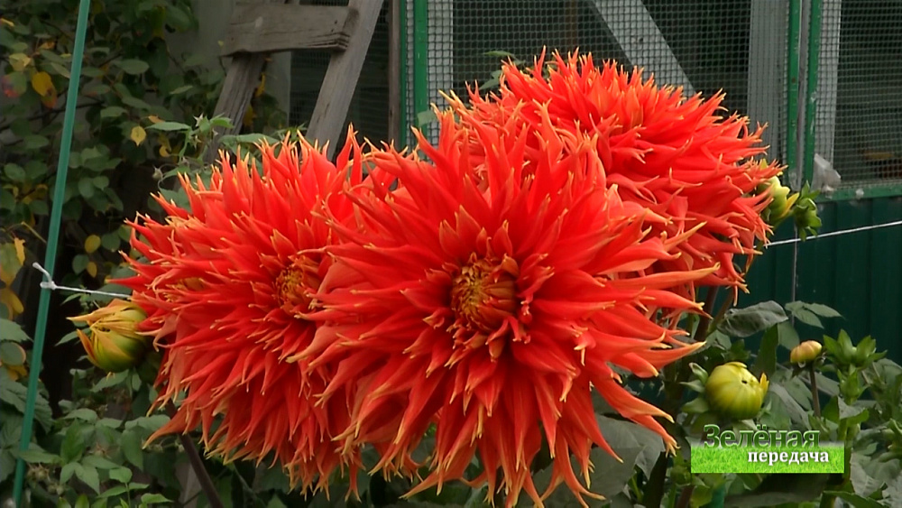 Зеленая передача 13.02.2020