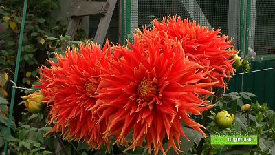 Зеленая передача 13.02.2020