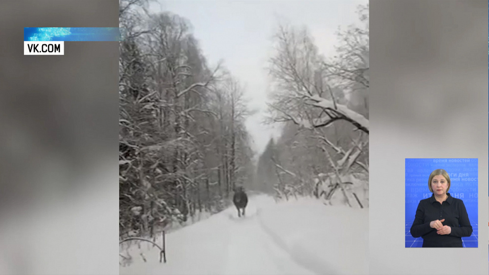 Лосиха отправилась в рейд по нацпарку