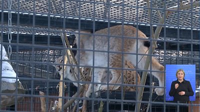 В зоопарке сложилась молодая пара рысей