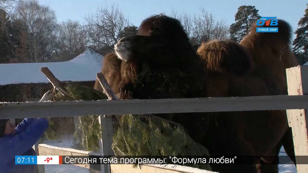 Любовь в зоопарке