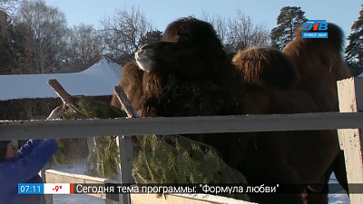 Любовь в зоопарке