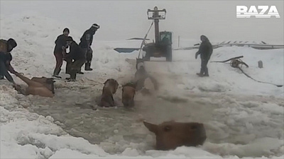 Операция по спасению лошадей из ледяной воды