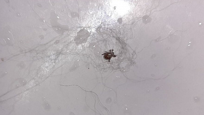 В Челябинской области проснулись клещи