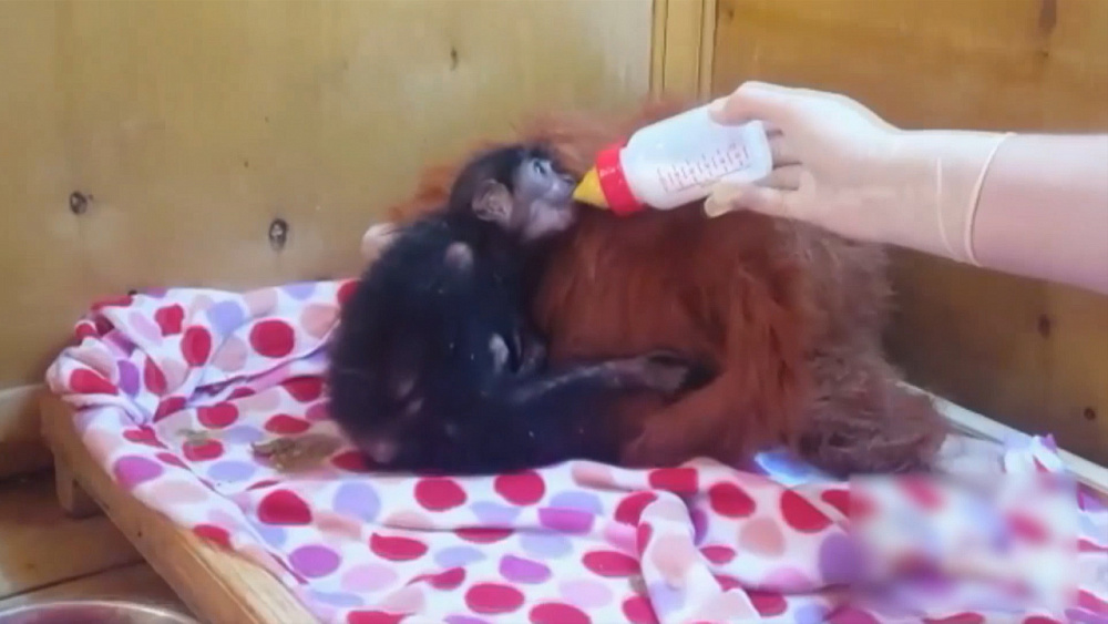 Контрабандистку будут судить за нелегальных обезьян