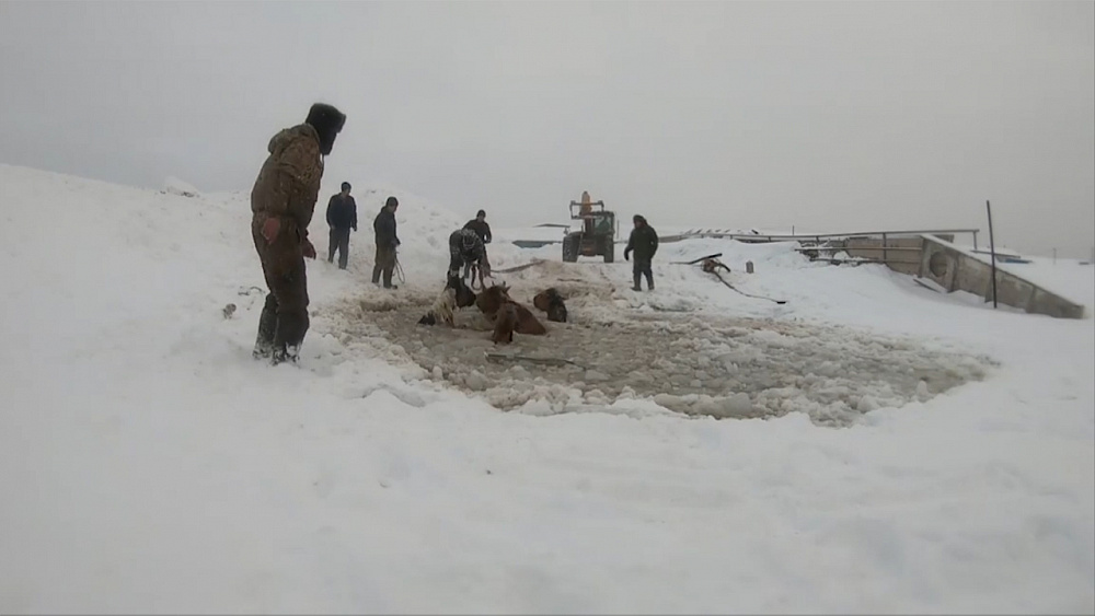 Табун лошадей провалился под лёд