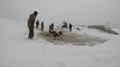 Табун лошадей провалился под лёд