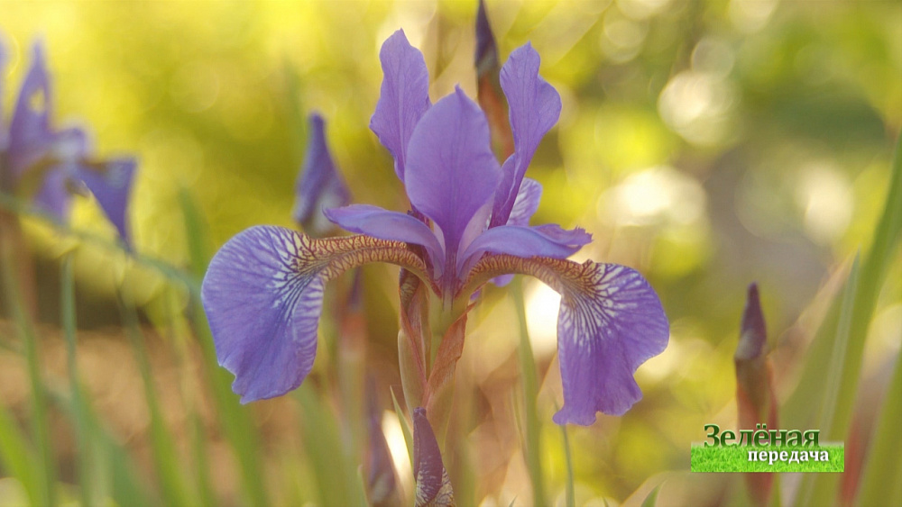 Зеленая передача 20.02.2020