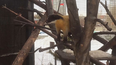 Уссурийскую куницу сняли на видео в Челябинском зоопарке