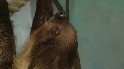 Ленивцы Челябинского зоопарка излучают бодрость и позитив