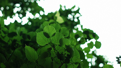 В Челябинске деревьев и кустарников в три раза меньше нормы