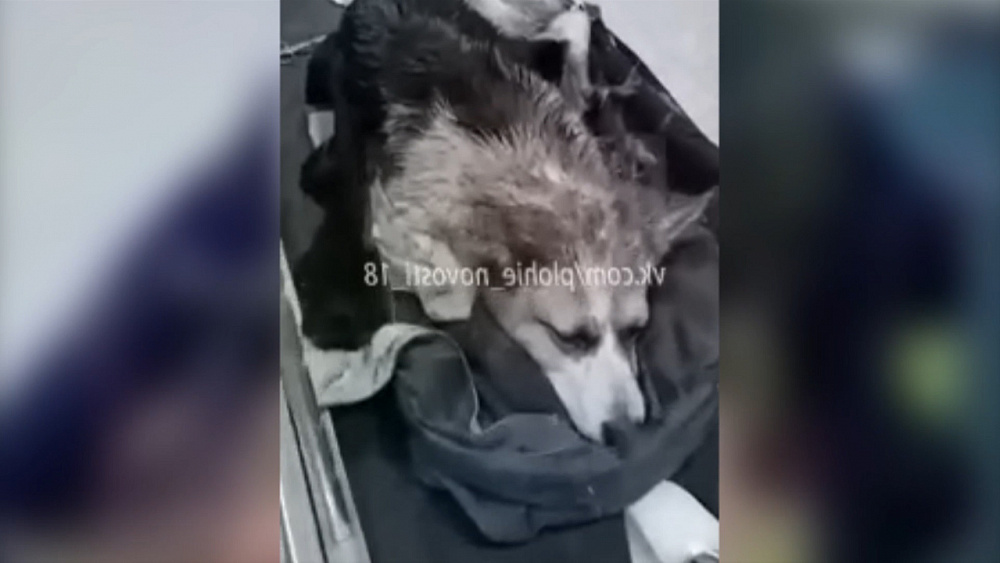 Семейную пару, которая избила собаку, будут судить