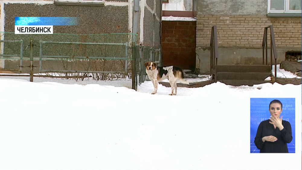 В Челябинске не отлавливают бездомных собак