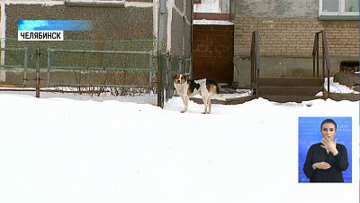 В Челябинске не отлавливают бездомных собак В Челябинске не отлавливают бездомных собак