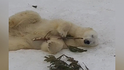 У медведя Сени — пляжное настроение