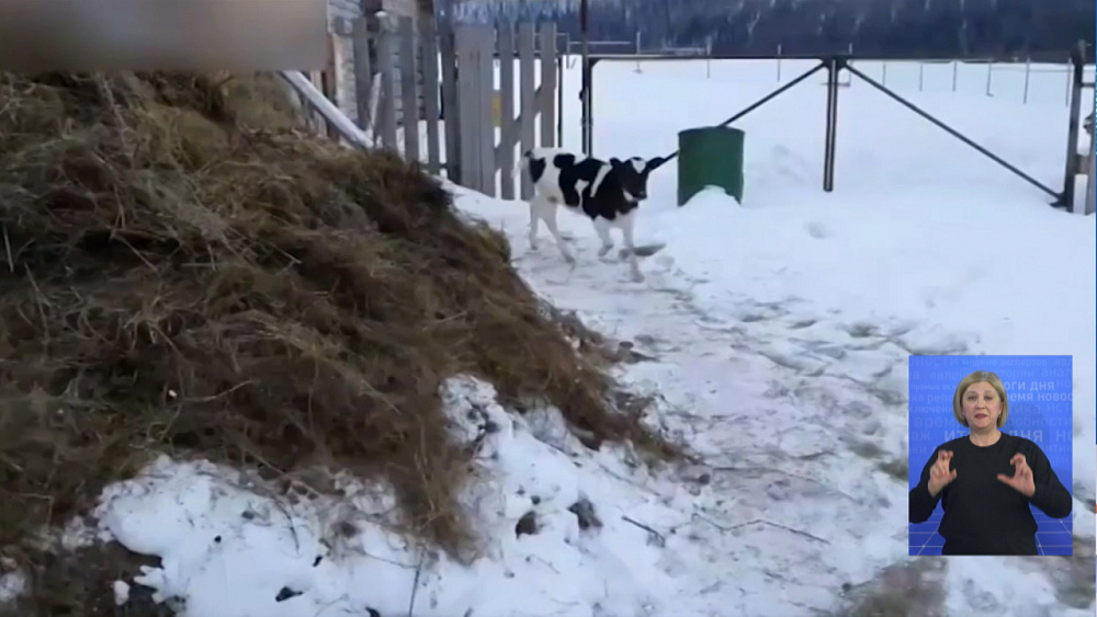 Южноуралец обучил телёнка командам