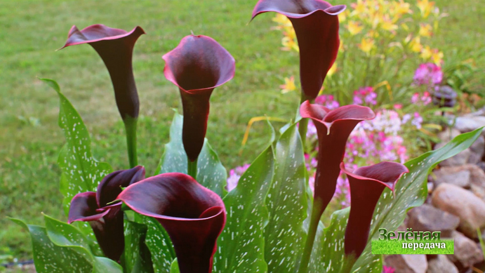 Зеленая передача 27.02.2020