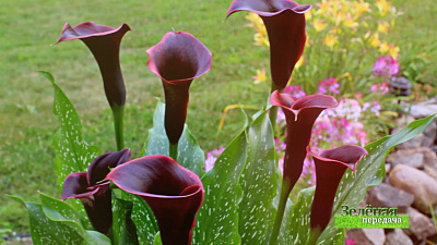 Зеленая передача 27.02.2020