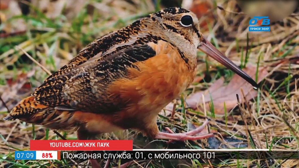 Топ медленных животных