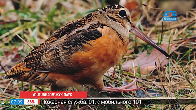 Топ медленных животных