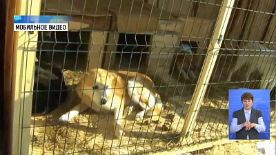 У собак в отлове Копейска подозревают чуму