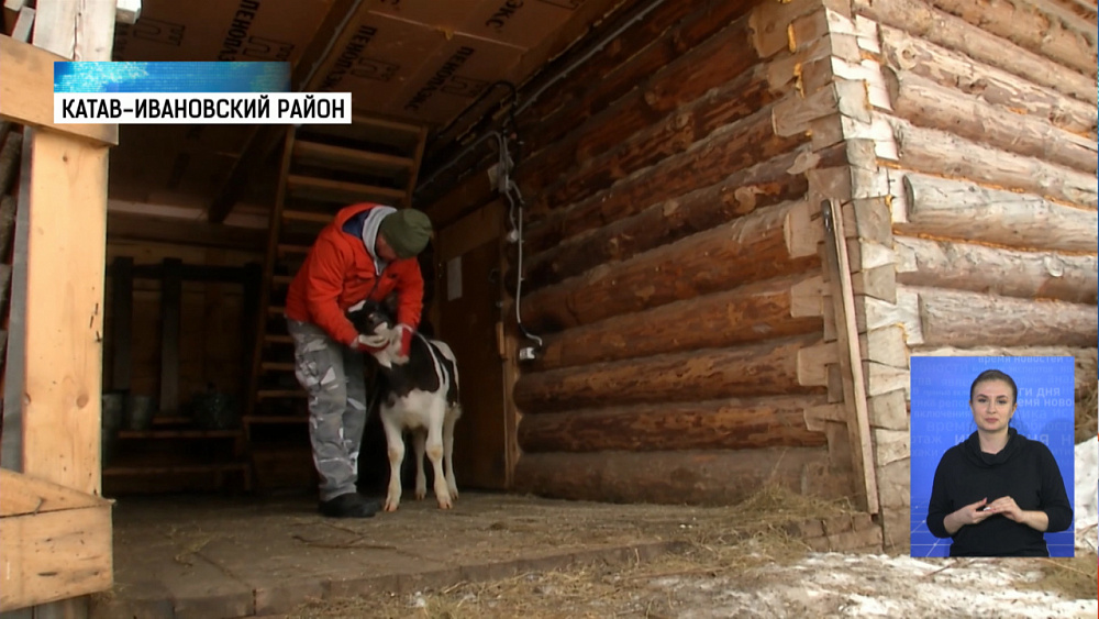 Фермер дрессирует быка