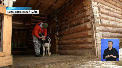 Фермер дрессирует быка