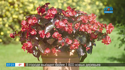 Садовые истории — бегонии